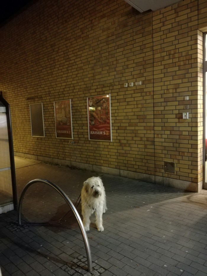 Photo of a Waiting dog at Kaiser's super market, Baumschulenweg