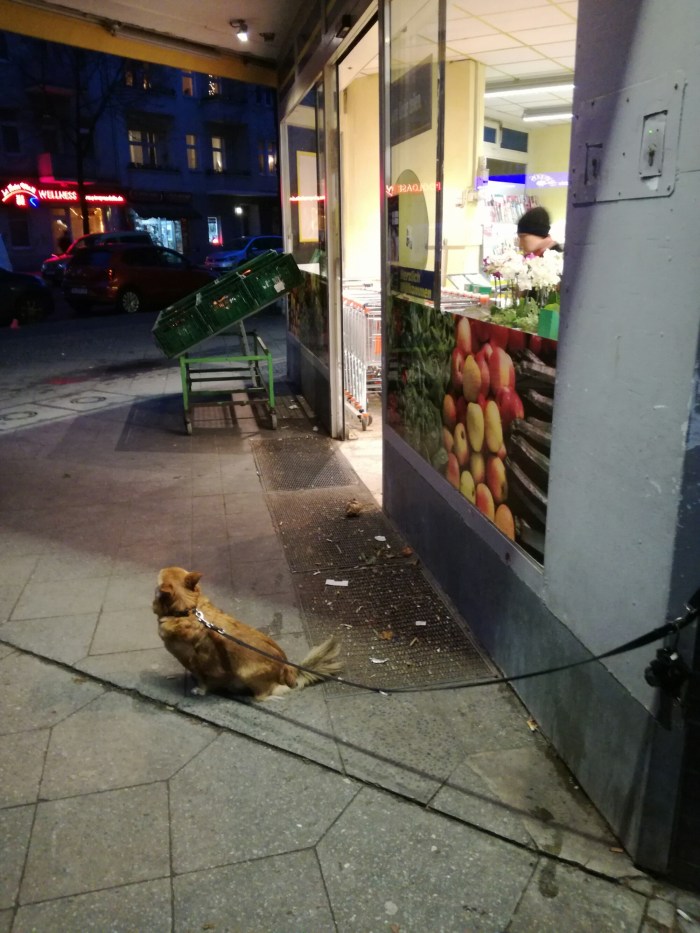 waiting dog outside a supermarket in Neukölln