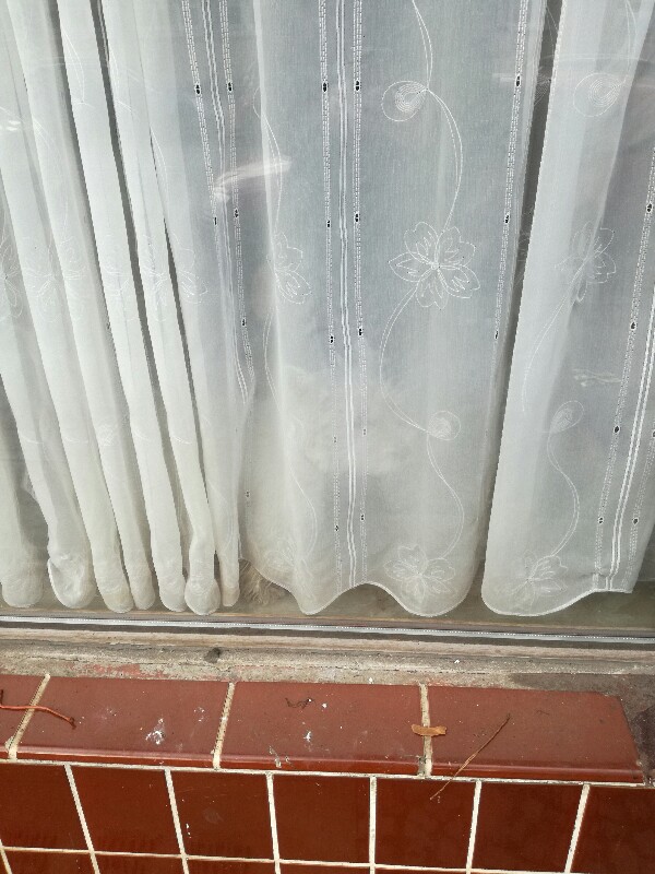 Dog hidden behind window curtain watching the street