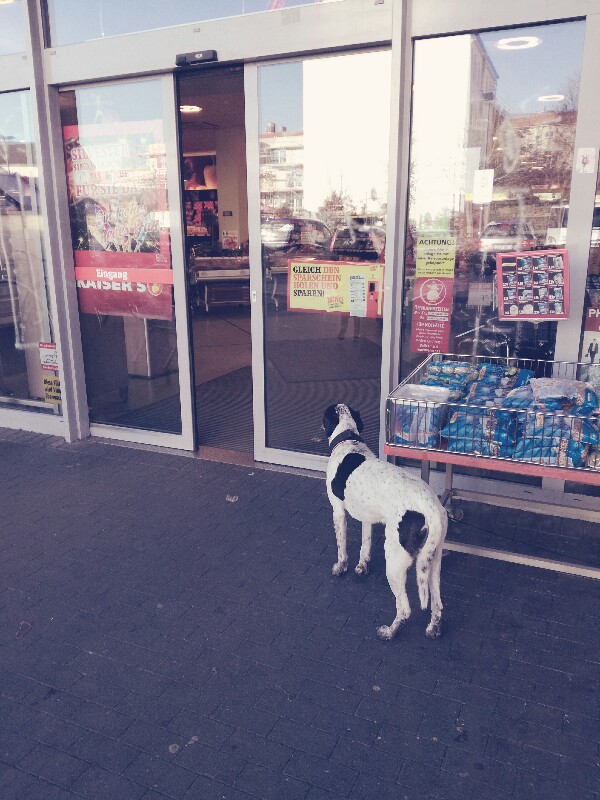 Dog waits outside Kaiser's, Baumschulenweg, Treptow, Berlin