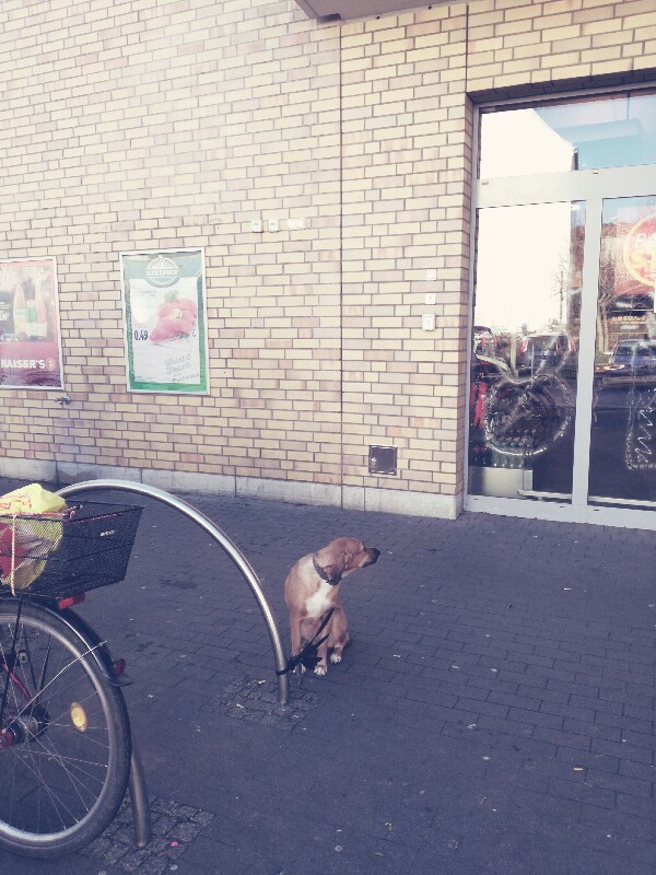 Dog waiting outside Kaiser's, Baumschulenstraße, Berlin