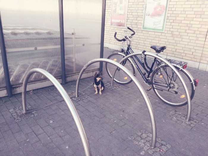 Dog waiting outside Kaiser's, Baumschulenstraße, Berlin