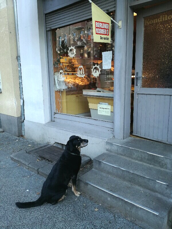 Waiting dog in front of a bakery near Baumschulenweg, Treptow, Berlin