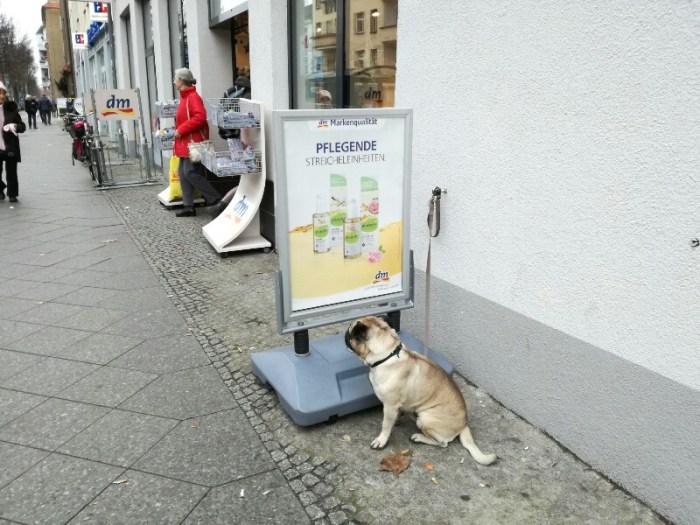 Waiting dog in front of a DM drugstore near Baumschulenweg, Treptow, Berlin
