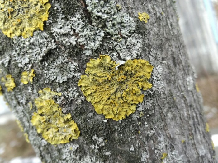 Street photo of a moss Heart on a Tree(Photo by Stefan Klenke)